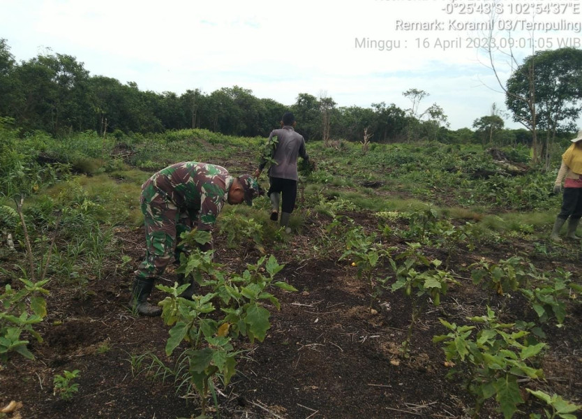 Babinsa 03/Tpl Bantu Merawat Tanaman Cabe Milik Petani