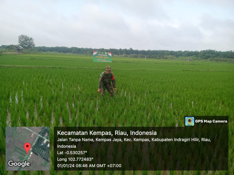 Rutinitas Babinsa Koramil 03/Tpl Dampingi Petani Pantau Perkembangan Tanaman Padi