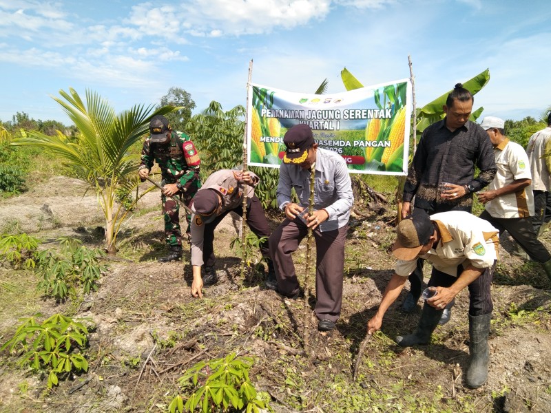 Bangun Sinergitas, Danpos Concong Koramil 04/Kuindra Pelda Suhaidi Hadiri Penanaman Jagung Kuartal I Polsek Concong Luar
