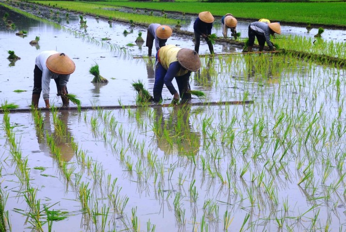 Nilai Tukar Petani di Riau Naik