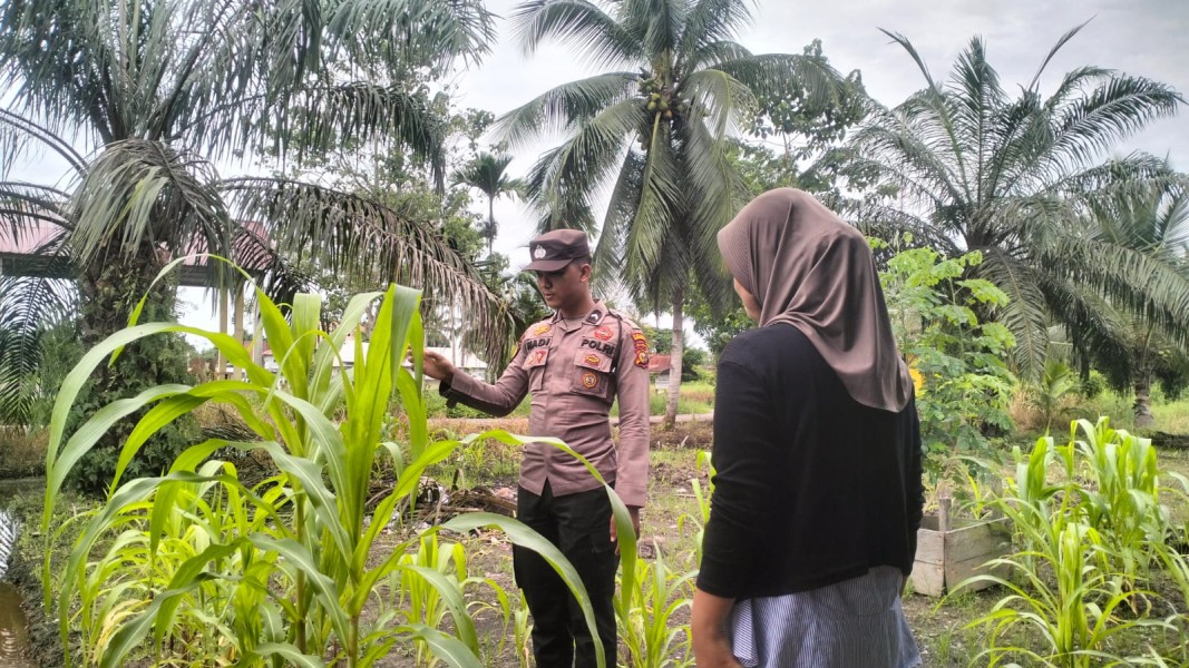 Dorong Kemandirian Warga, Personel Polsek Enok Dampingi Warga Binaan Pantau Tanaman Jagung