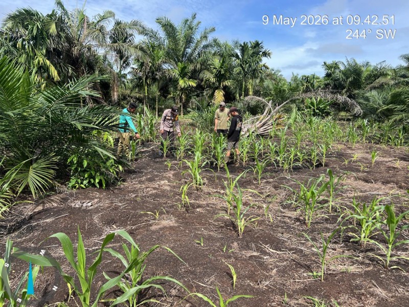 Jagung di Tanah Rambaian: Polsek GAS, Kalau Tanah Dirawat Dengan Cinta, Ia Akan Jawab Dengan Hasil