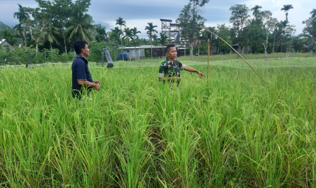 Guna Untuk Meningkatkan Panen, Babinsa Koramil 07/Reteh Lakukan Peninjauan Padi Ke Sawah Milik Petani  Setempat
