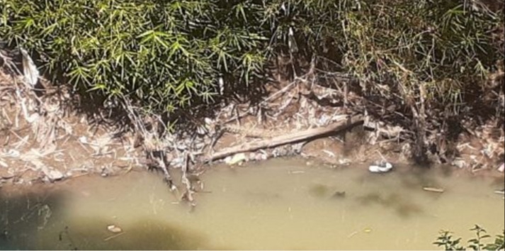 Warga Dibikin Resah Penampakan Buaya Berjemur di Tepian Sungai 