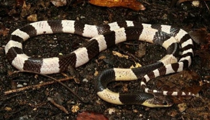 WADUH...Digigit Ular Sangat Berbisa, Pria Ini Balas Gigit Balik Ularnya Sampai Mati...