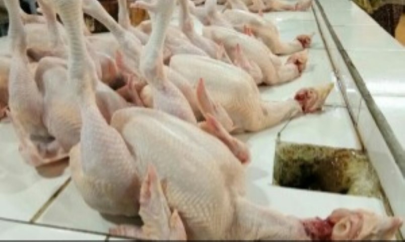Akhir Pekan, Harga Ayam Ras di Pekanbaru Naik Hingga Rp32 Ribu per Kilogram