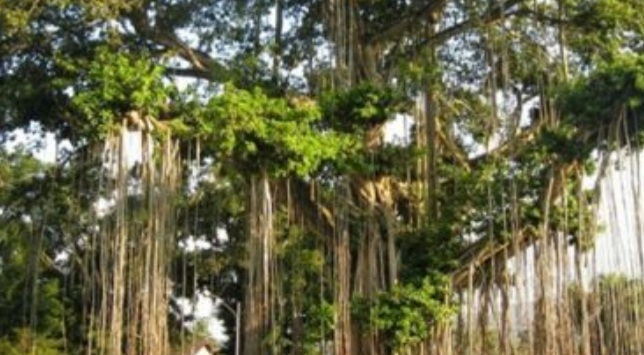 Benar Nggak Sih Pohon Beringin Merupakan Sarang Kerajaan Hantu? Yuk Lihat Disini     Benar Nggak Sih Pohon Beringin Merupakan Sarang Kerajaan Hantu? Yuk Lihat Disini