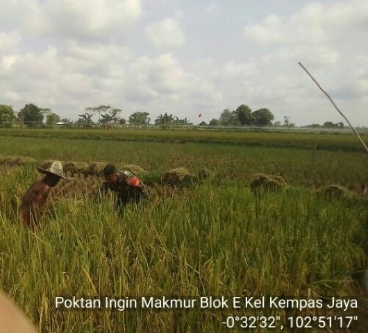 Serda Mardia Aktif Bantu Petani di Kelurahan Kempas Jaya, Panen Tahun ini Tidak Mengecewakan