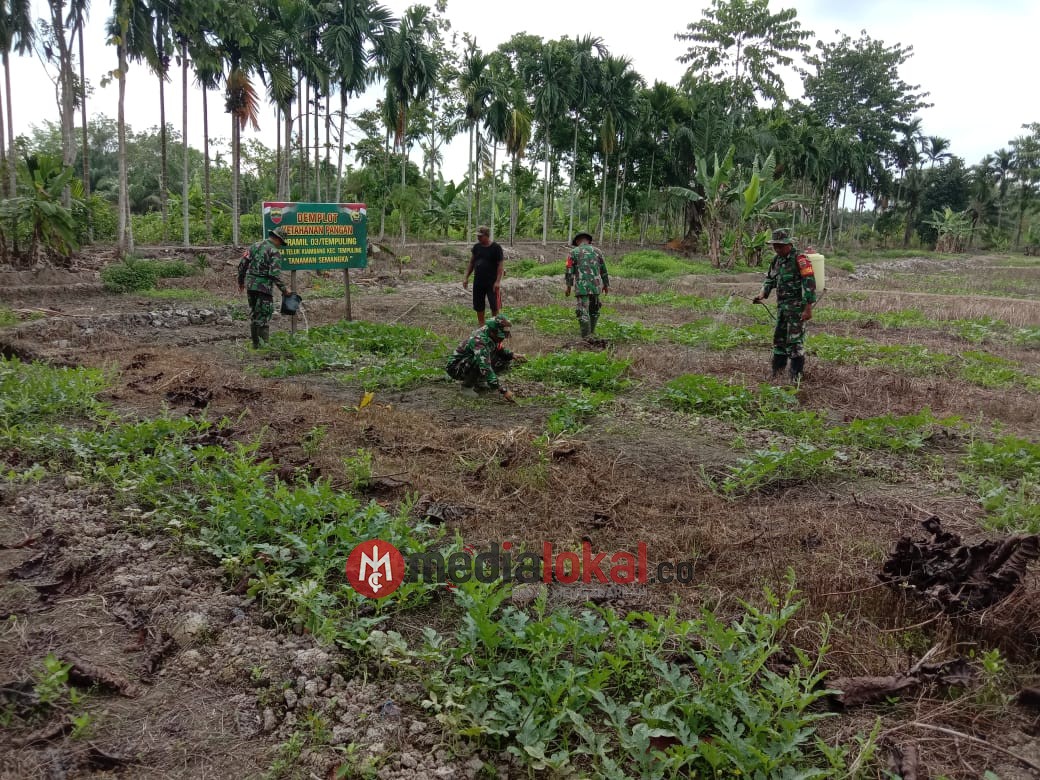 Meminimalisir Lahan Tidur, Koramil 03/Tempuling Gelar Demonstrasi Demplot Semangka Madu