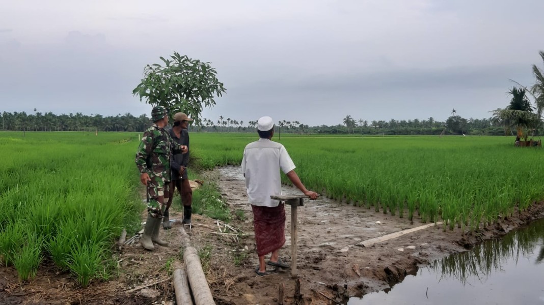 Pemantauan Padi Terpadu, Babinsa Koramil 07/Reteh Berkomitmen Tingkatkan Kesejahteraan Masyarakat