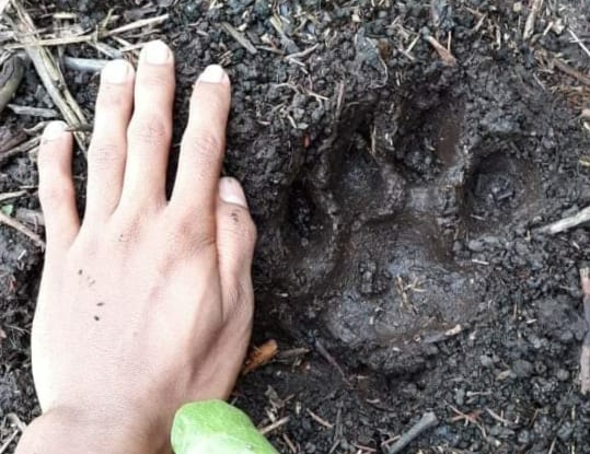Ada Dugaan Bekas Tapak Harimau di Kateman, Warga Inhil Dihimbau agar Hati-hati