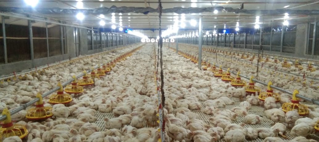 Wow.. Ada KUD Bangun Kandang Ayam Miliaran Rupiah Tanpa Izin di Kuansing