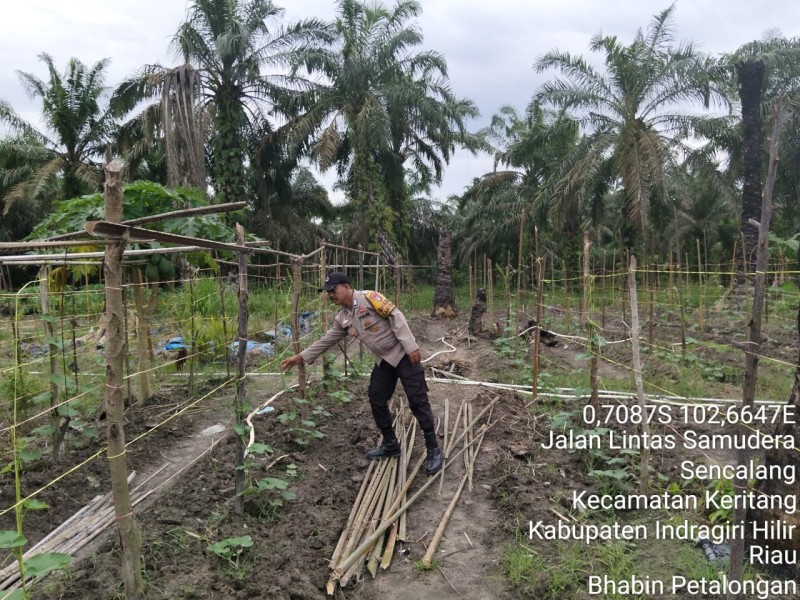 Di KM 08 Petalongan, Bhabinkamtibmas Tak Hanya Jaga Kamtibmas Tapi Juga Edukasi dan Bantu Petani