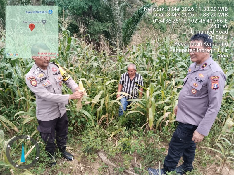 Dari Air Balui untuk Indonesia: Jagung Pipil 1,5 Hektar, Polsek Kemuning  Ketahanan Pangan Bukan Sekadar Slogan