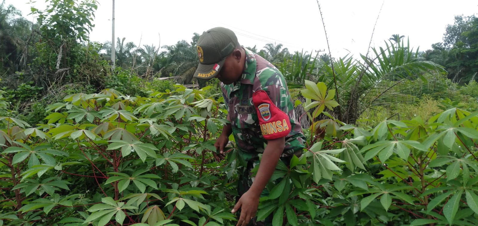 Penanaman Ketahanan Pangan Di Wilayah Binaan Oleh Sertu A. Hayat