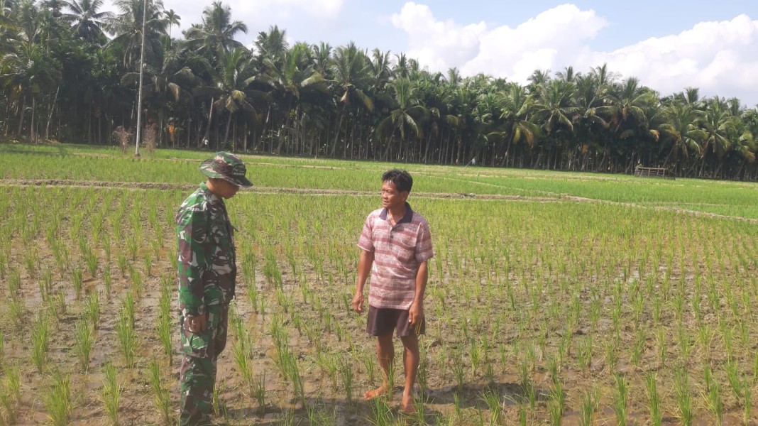 Pendampingan Pemupukan Padi, Upaya Babinsa Koramil 07/Reteh untuk Meningkatkan Produksi Gabah