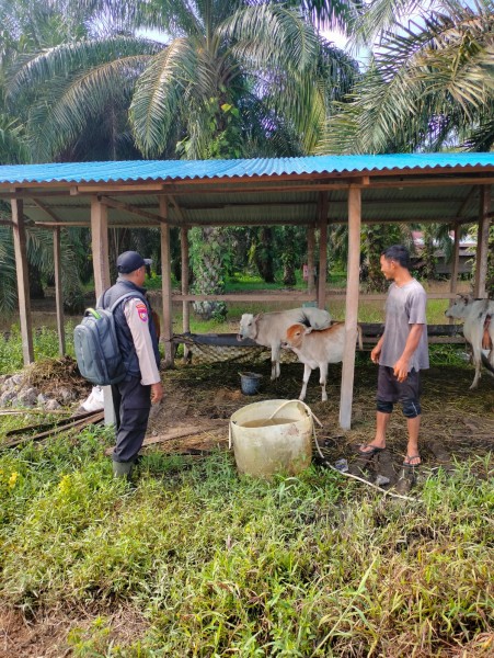 Personel Polsek Batang Tuaka Rutin Pantau Ternak Sapi Warga, Pastikan Perawatan Optimal