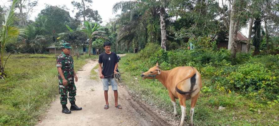 Cegah Wabah PMK, Babinsa Koramil 05/Peranap, Pantau Dan Cek Kesehatan Ternak Milik warga