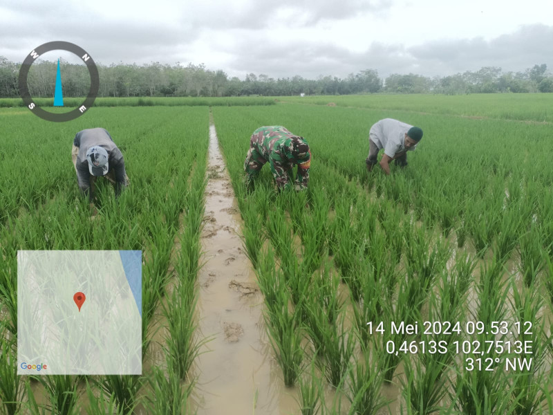 Babinsa Koramil 03/Tpl Serka J. Siallagan Bersama Petani Bersihkan Gulma Tanaman Padi     