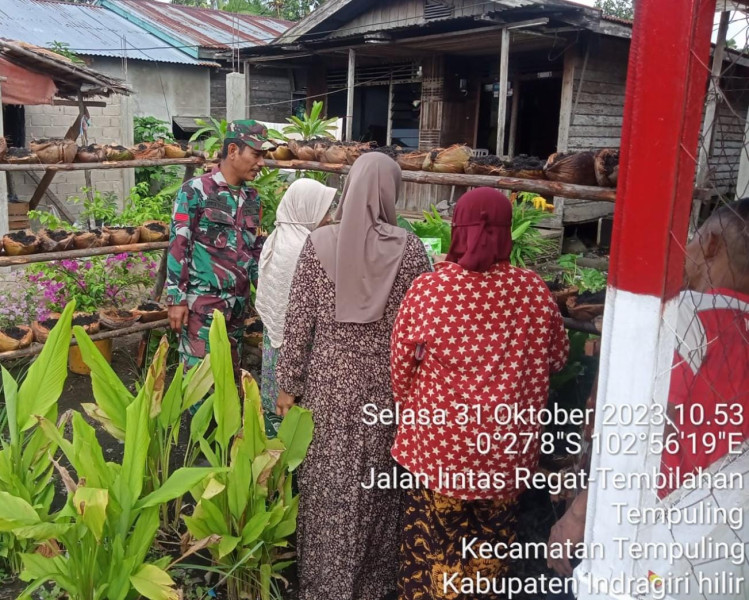 Dukung Ketahanan Pangan, Babinsa Koramil 03/TPL Rutin Rawat Tanaman Obat Keluarga