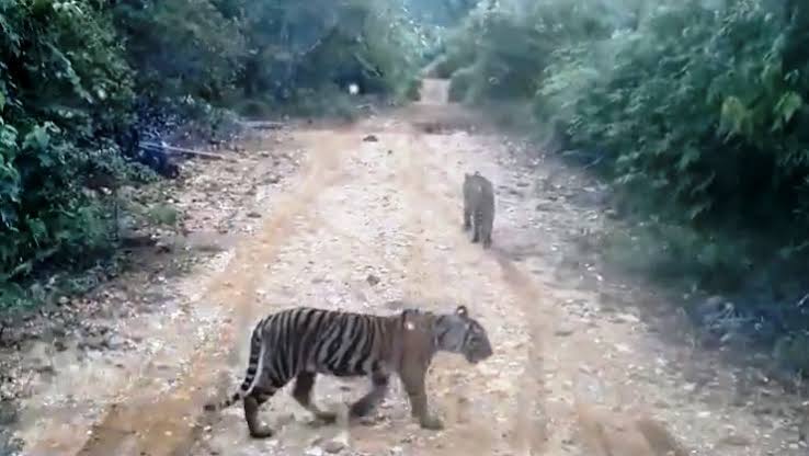 Mengerikan, Guru di Inhil Bertemu Dengan 2 Ekor Harimau, Alhamdulillah Tidak Dikejar