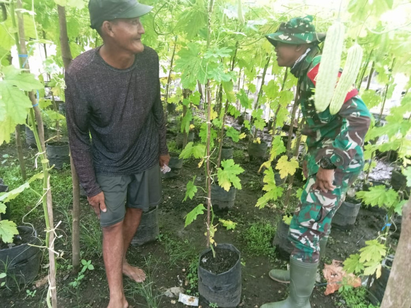 Babinsa Koramil 05/Gas Bersama Petani Cek Tanaman Mentimun