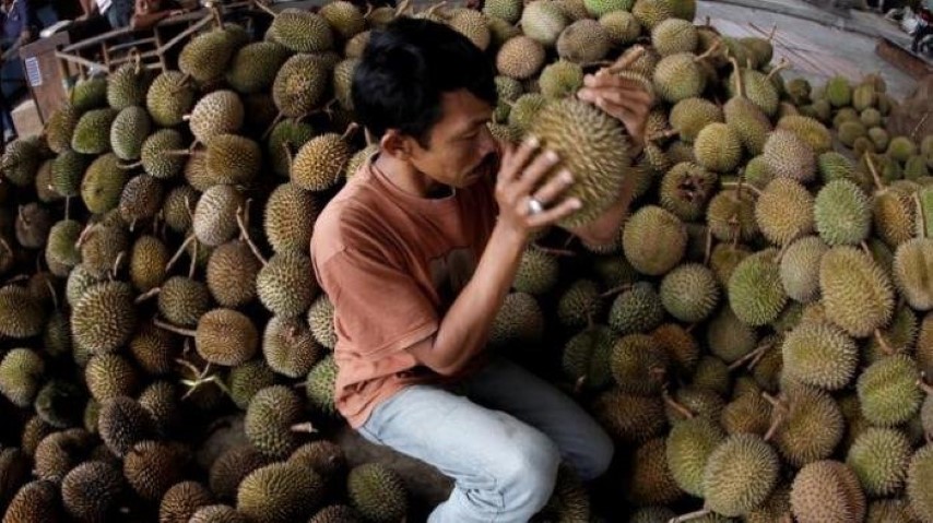 Ini 10 Cara Jitu Memilih Durian Matang dan Manis Tanpa Tertipu Penjual