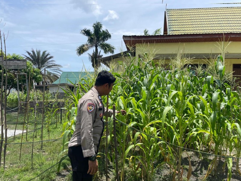 Dukung Program Ketahanan Pangan, Bhabinkamtibmas Kampung Tenga Laksanakan Pengecekan Kebun Jagung Milik Warga