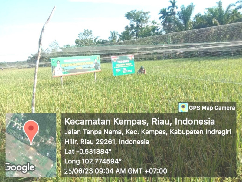 Padi Semakin Menguning, Babinsa Koramil 03/Tempuling Tidak Sabar Menunggu Masa Panen