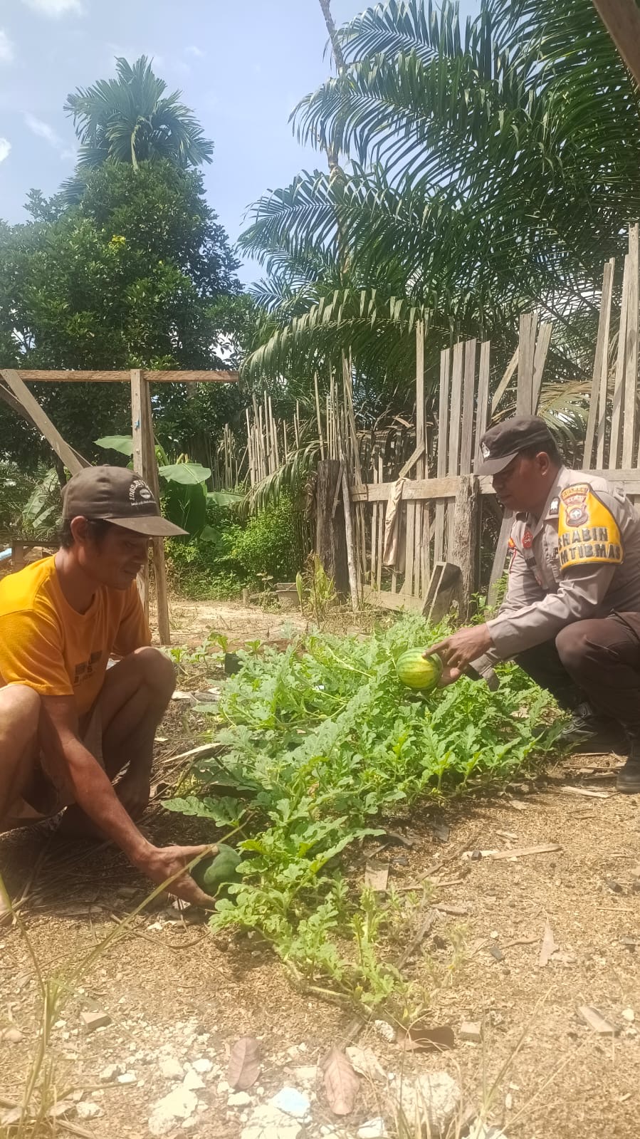 pemanfaatan lahan di sekitar rumah  Pak bhabin monitorin warga binaanya