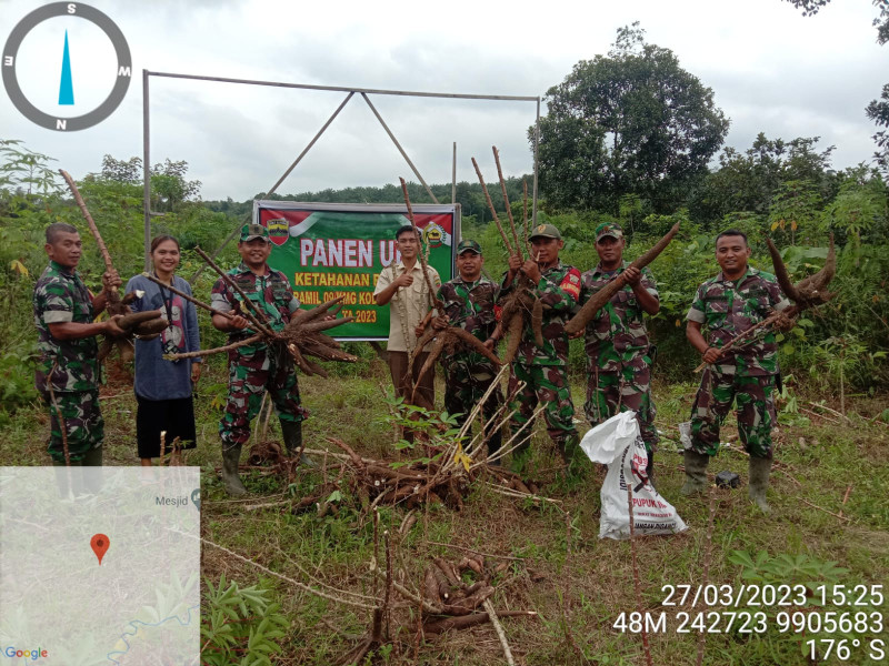 Danramil 09/Kemuning Laksanakan Panen Ubi di Wilayah Koramil 09/Kemuning