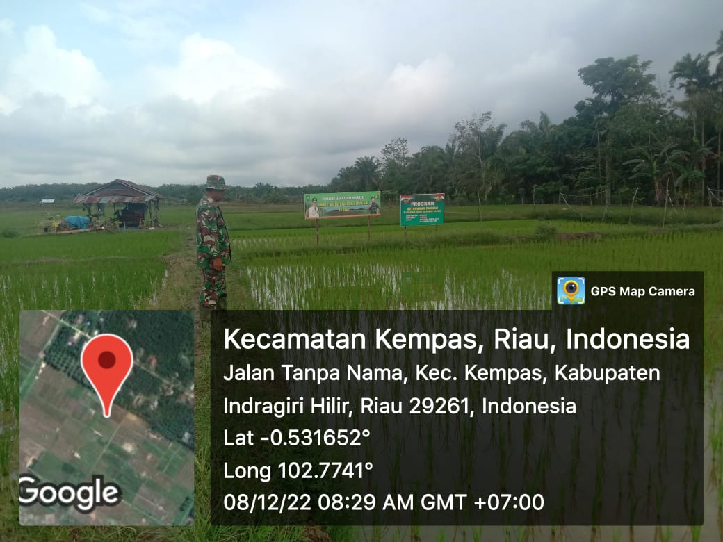 Babinsa 03/Tpl Serma W. Ardian Lakukan Pemantauan Padi di Lahan Hanpangan