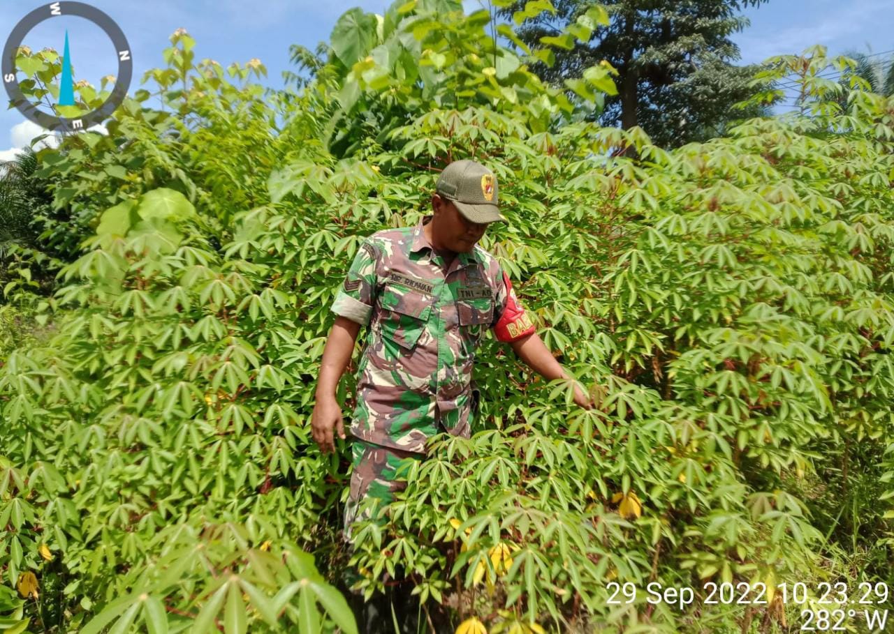 Upaya Pembersihan Ketahanan Pangan Terus Dilakukan Oleh Koramil 09/Kemuning