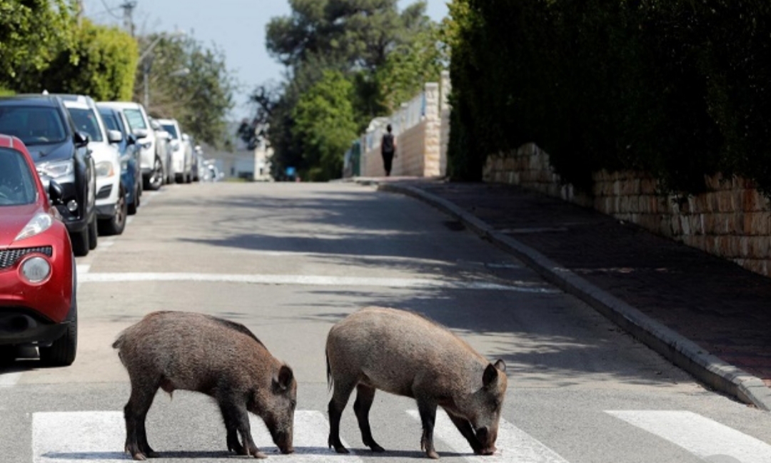 Kota Lockdown, Warga Tak Keluar Rumah, Kawanan Babi Liar Malah Bebas di Jalanan