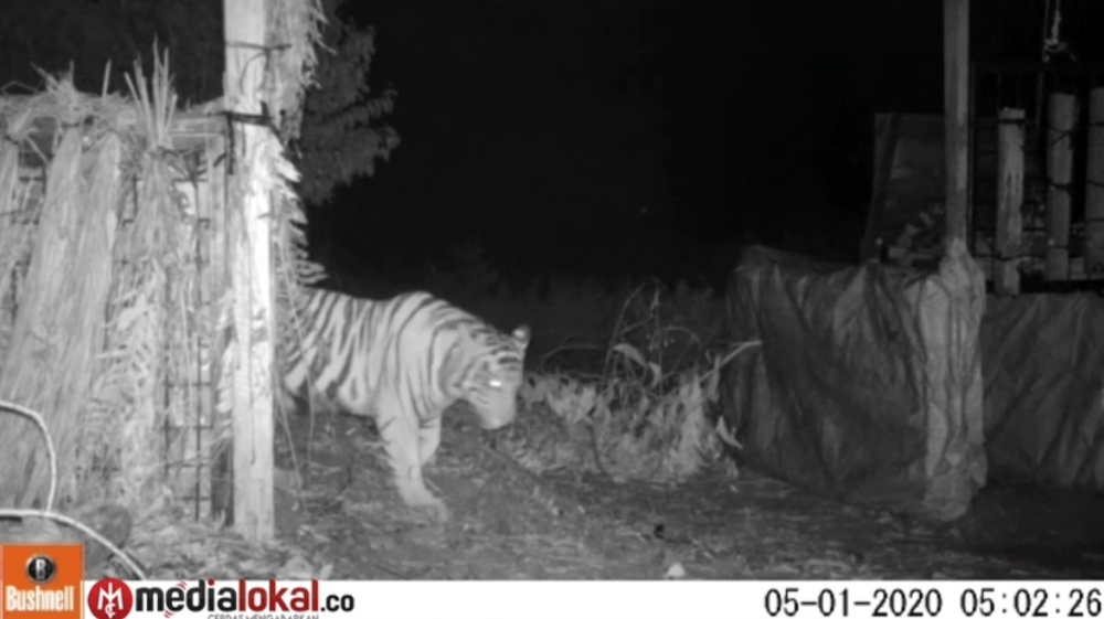 [Video] Detik-detik Saat Harimau Sumatera di Pelangiran-Inhil Masuk ke Dalam Perangkap Besi