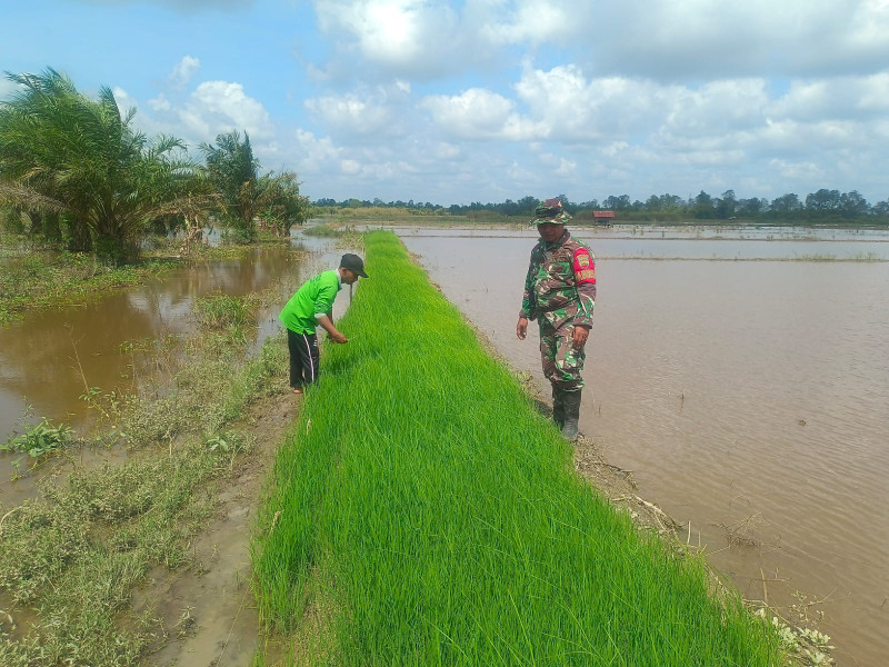 Babinsa Koramil 03/Tpl bersama Petani Pantau Lahan Persemaian Bibit Padi