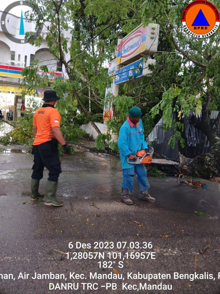 Pohon Besar Tumbang, Kalaksa BPBD Bengkalis Himbau Pengendara Berhati-Hati Melintasi Jalan Menuju Stadion