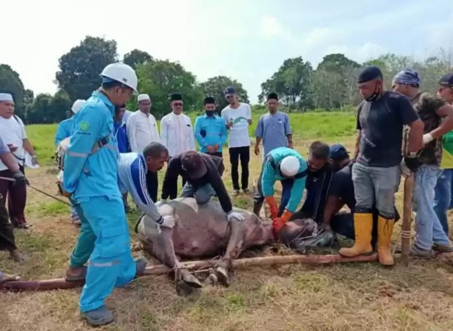 Sempena Idhul Adha, PT GSI Salurkan Hewan Kurban di Kecamatan Langgam