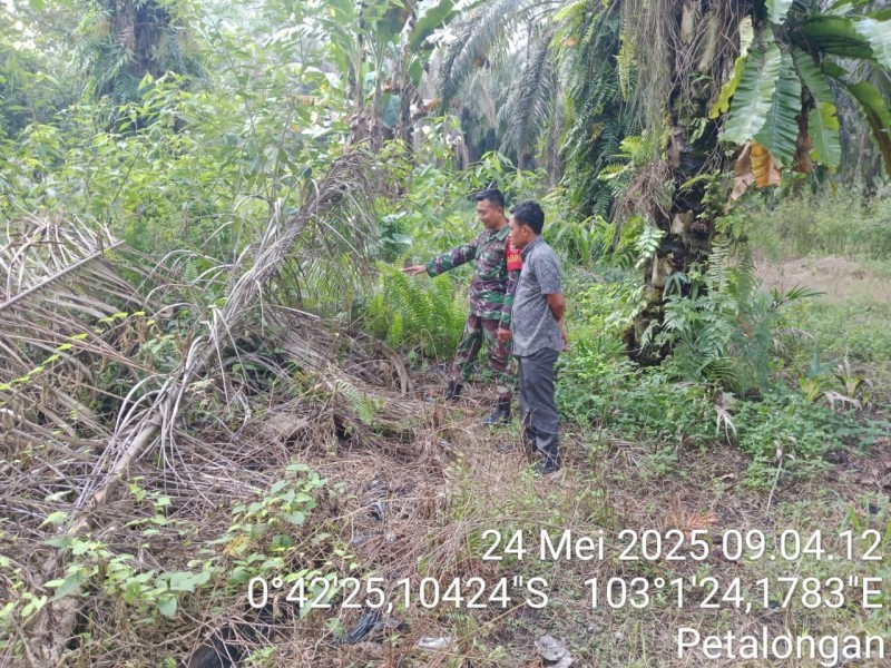 Cegah Karhutla, Babinsa Koramil 09/Kemuning Rutin Pantau Lahan Masyarakat Serta Berikan Sosialisasi