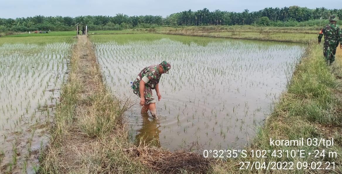 Babinsa 03/Tempuling Bantu Petani Rawat Padi, Sukseskan Ketahanan Pangan di Desa Binaan