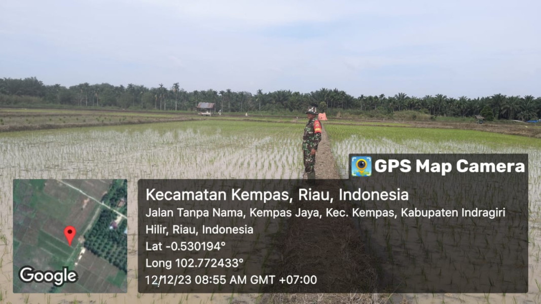 Babinsa Ramil 03/Tpl dan Petani Pantau Kondisi Padi Yang Baru Ditanam