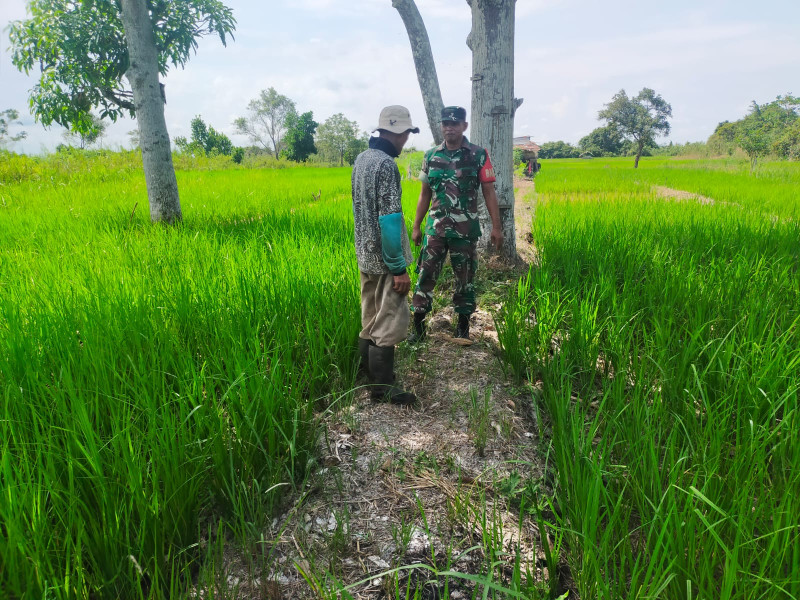 Dengan Komunikasi Sosial, Babinsa 03/Tpl Dapat Informasi Dari Petani