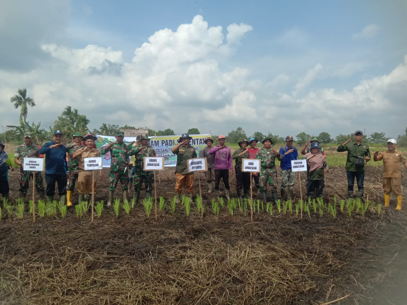 Bersama Forkopimcam, Babinsa 03/Tpl Lakukan Tanam Padi Serentak di Binaan