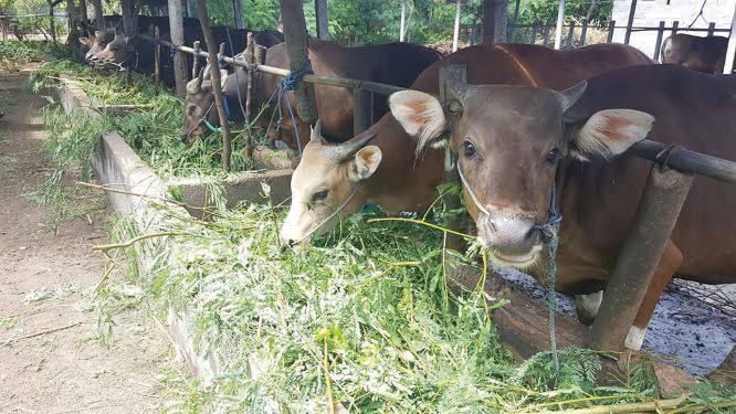 Awal Maret, 1.883 Ekor Sapi Bantuan Pemprov Riau Mulai Disalurkan