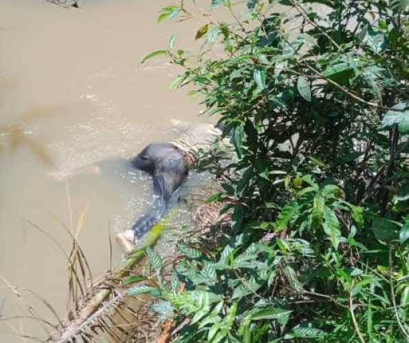 Pergi Cari Berondolan Pulang Jadi Mayat, Pria Berumur 50 Tahun Ditemukan Mengapung Sungai