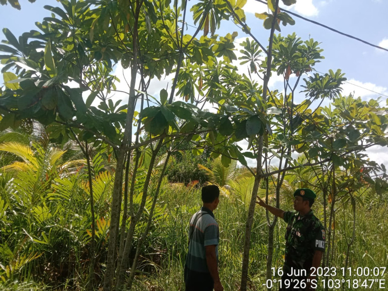 Pagi Yang Cerah, Babinsa Koramil 04/Kuindra Tampak Melakukan Patroli Karhutla