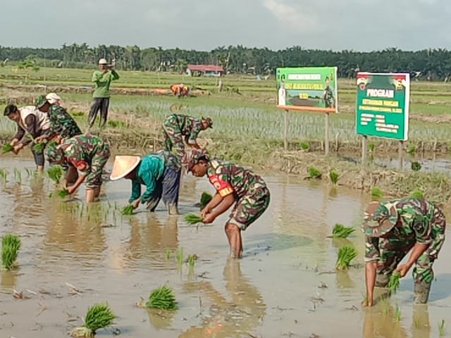 Dukung Ketahanan Pangan, Anggota Koramil 03/Tpl Antusias Bantu Petani Tanam Padi