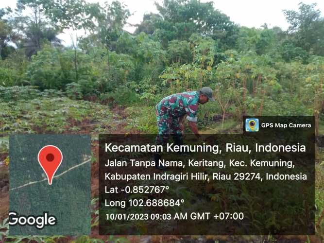 Babinsa Koramil 09/Kemuning Selalu Melihat Perkembangan Gulma