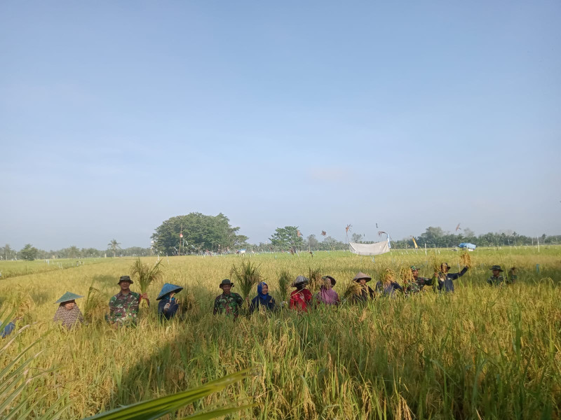 Wujudkan Ketahanan Pangan, Danramil 07/Reteh Lakukan Pengecekan Tanaman Padi Bersama Petani