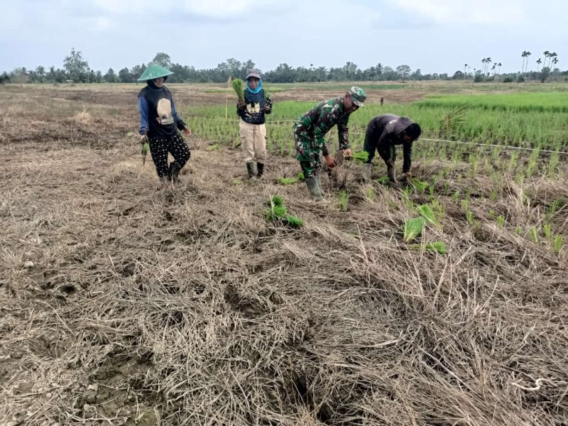 Serda Margono Melaksanakan Penanaman Padi Bersama Masyarakat untuk Meningkatkan Ketahanan Pangan dan Membina Hubungan Silaturahmi